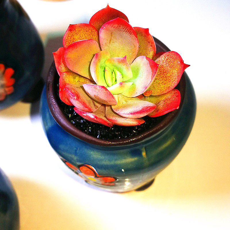 精养贵货多肉植物铜壶法师含盆含土送铺面土99元包邮