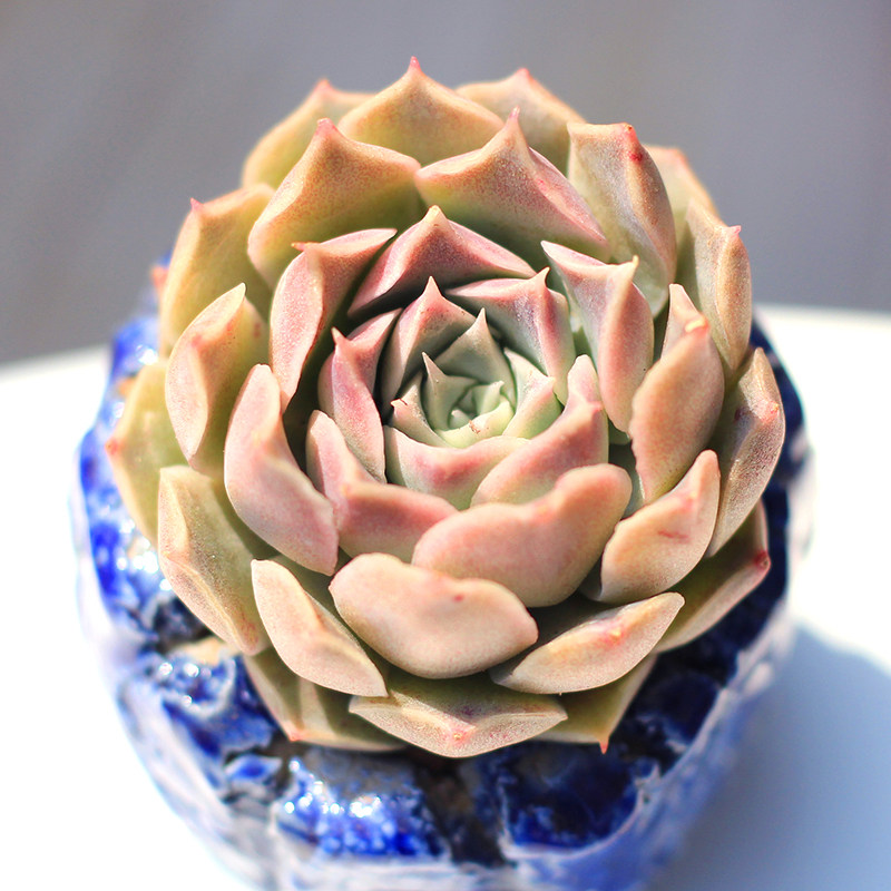 财路景天天科二木花园新手多肉植物创意盆栽多肉植物