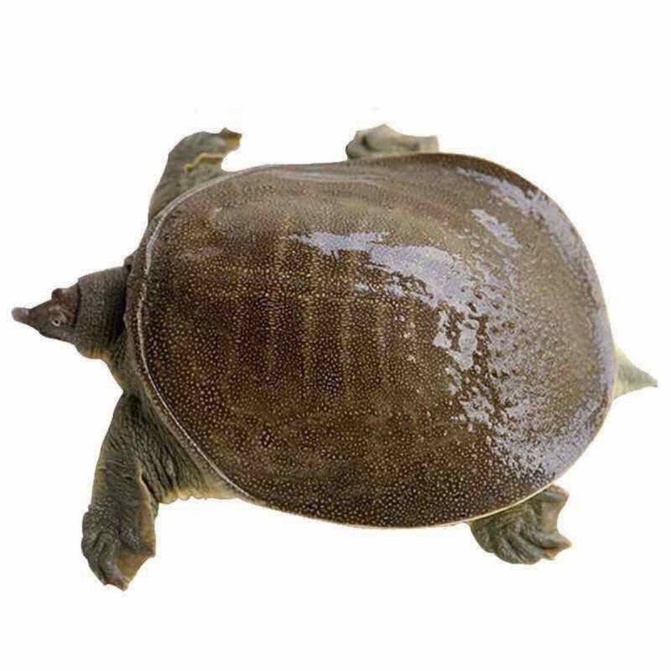 外塘甲鱼活体生态王八中华鲜活老鳖团鱼水特产甲鱼