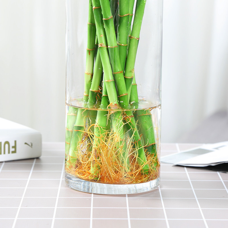 水养富贵竹带根转运竹弯荷花招财开运竹子室内绿植