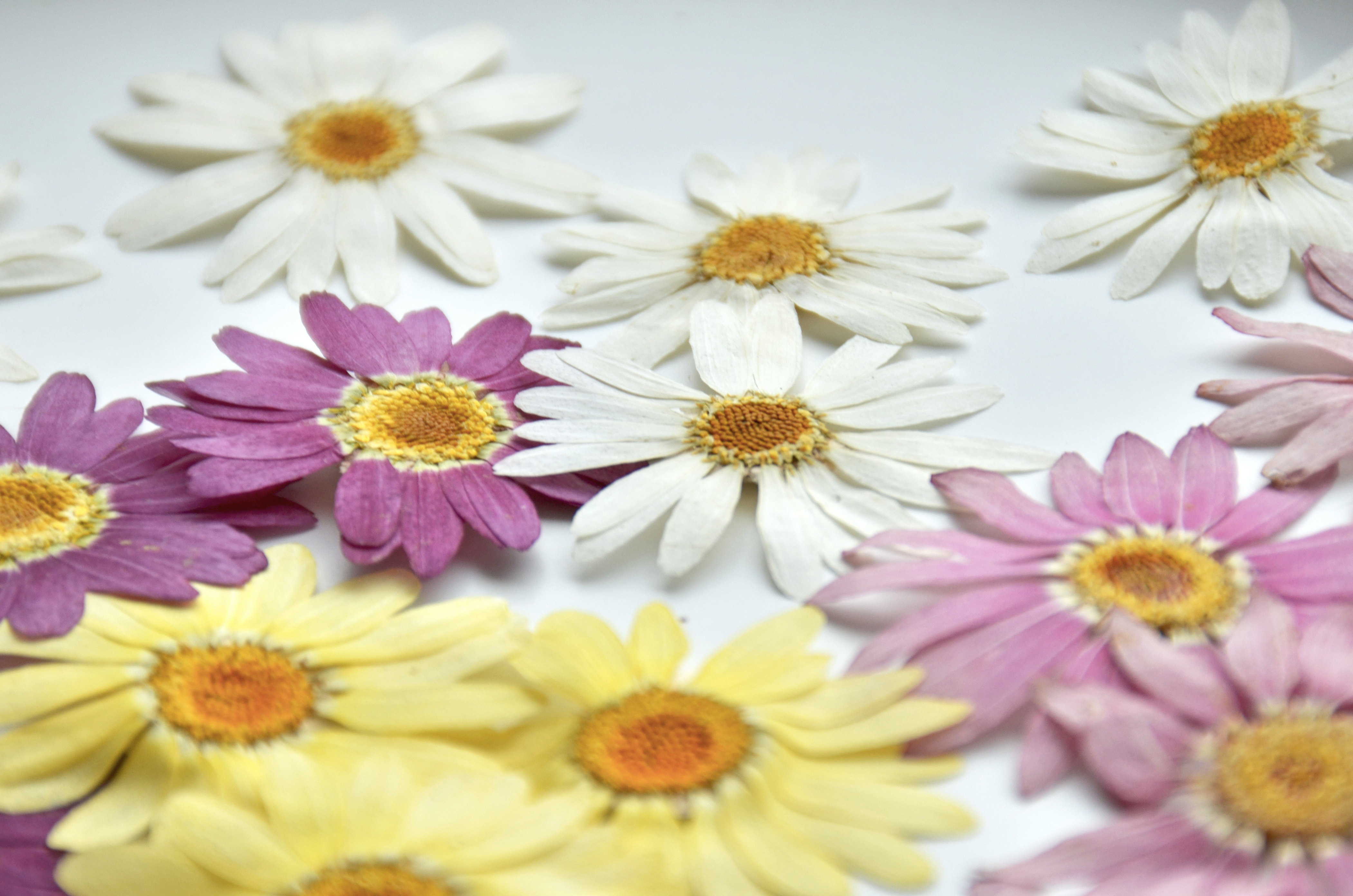 玛格丽特干花压花押花贴脸装饰树叶植物标本幼儿园干花