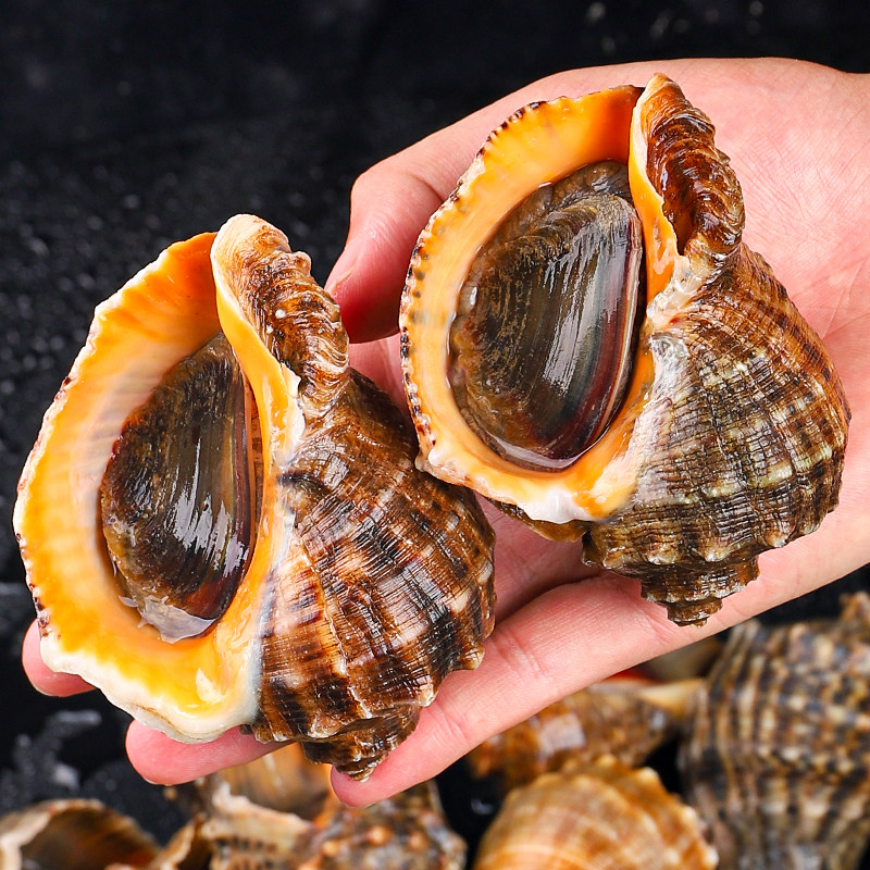 海螺鲜活新鲜青岛特产海海鲜水产贝类螺鲜小海螺海螺