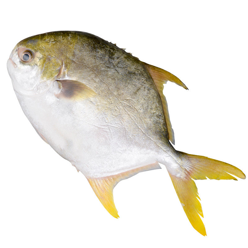 鲳鱼大金冷冻新鲜东海鲜活海捕包邮深海鱼海平鱼鲳鱼