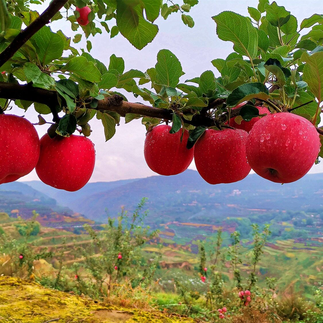 苹果甘肃静宁水果新鲜当季整箱助农新品种冰糖苹果