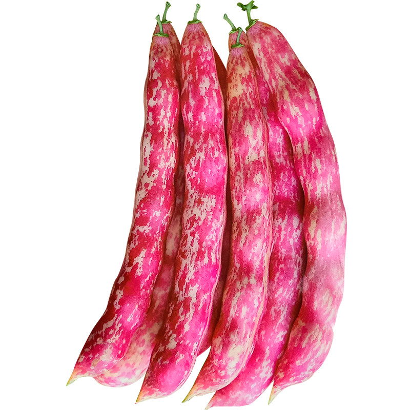 红金豆角钩油种子东北黄金架豆家雀蛋春季蔬菜家庭园艺种子