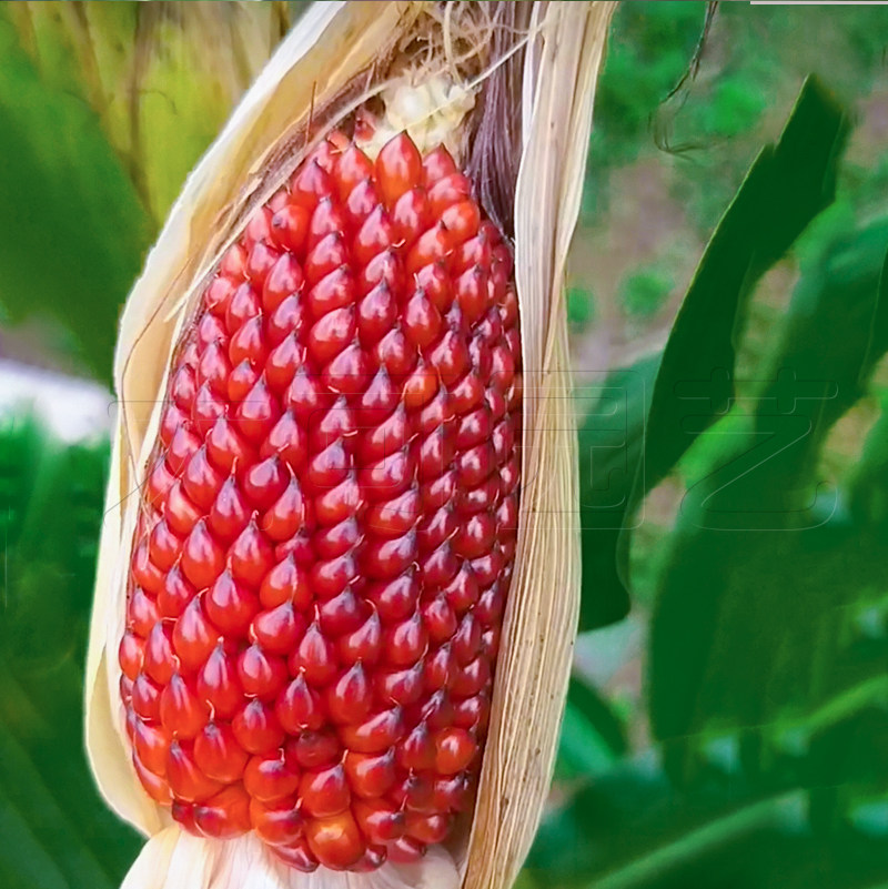 观赏水果草莓玉米种子可食用四季春季阳台甜糯家庭园艺种子