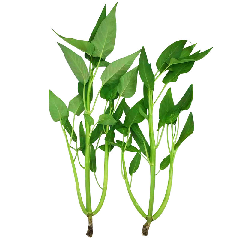 三叉空心菜种籽三梗大叶春季夏季秋季播耐热菜家庭园艺种子