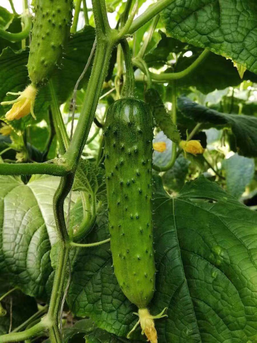 现摘东北旱黄瓜水果小黄瓜5斤 青瓜新鲜蔬菜生吃非白玉东北旱黄瓜