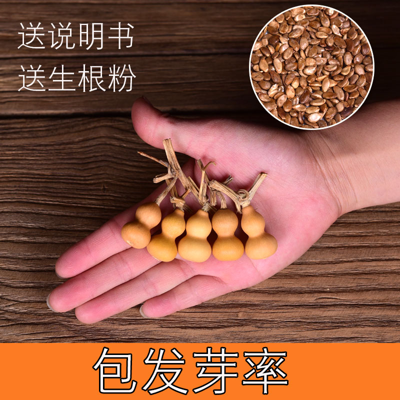 葫芦天然文玩特小籽手捻小八宝种子天津阳台葫芦