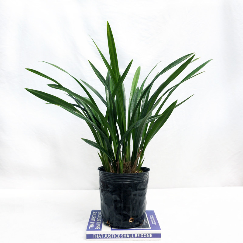 墨兰盆栽室内客厅阳台四季常青甲醛浓香好养绿植