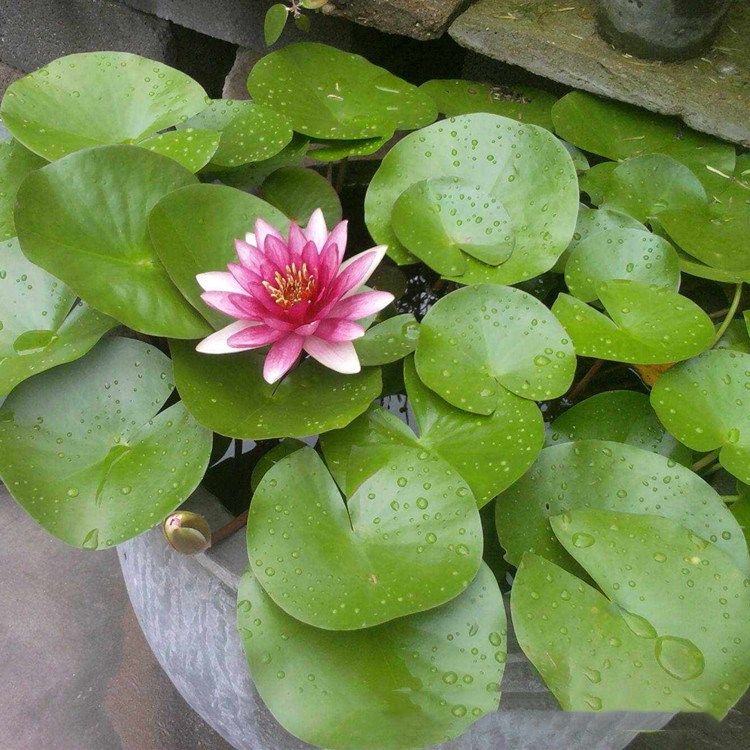 植物睡莲莲花苗水培水水生花卉观花室内花绿花卉