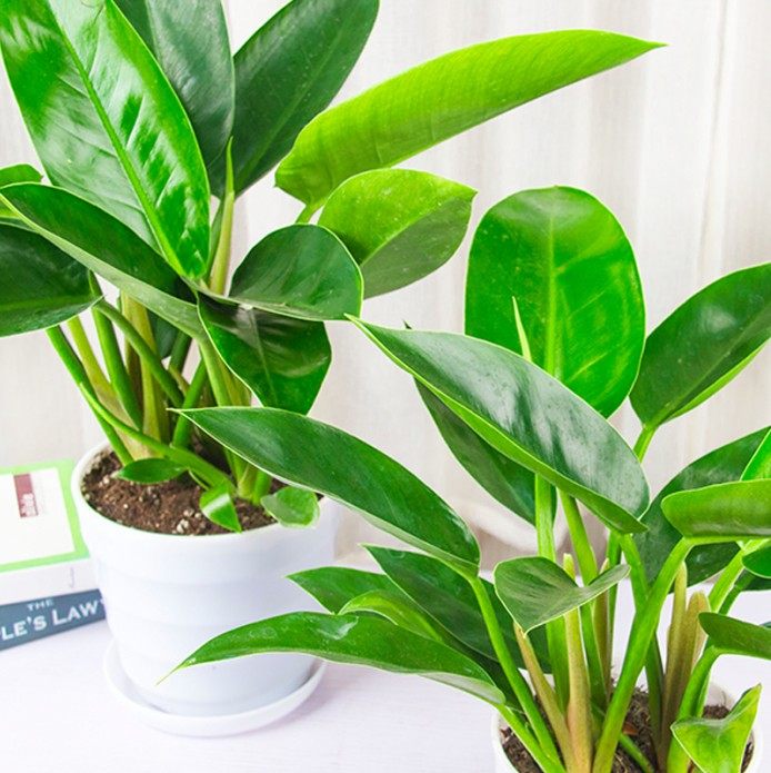 金钻红钻大叶四季常青植物大型绿植盆栽室内绿植