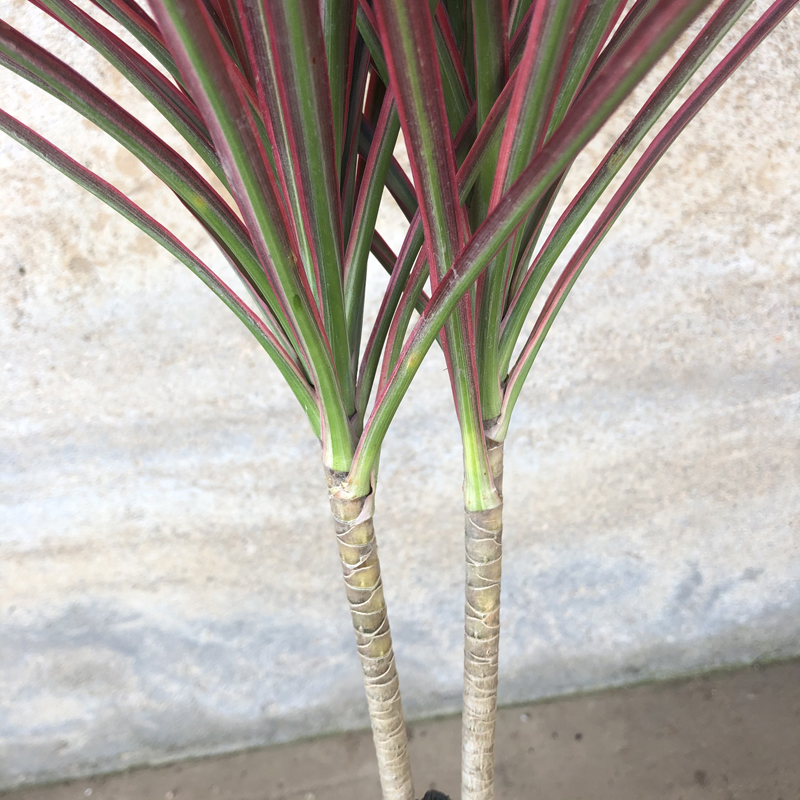 七彩盆景老桩室内植物叶植物铁树观树龙龙血三色绿植