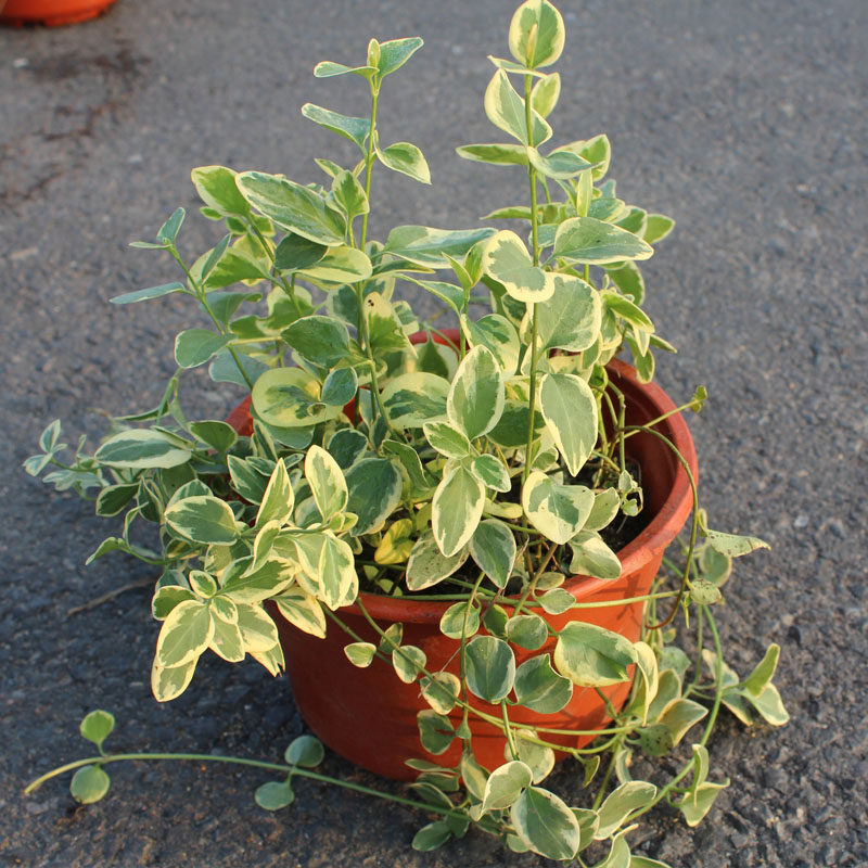 花叶曼彩叶络石黄金络石藤本植物耐热耐寒花卉绿植