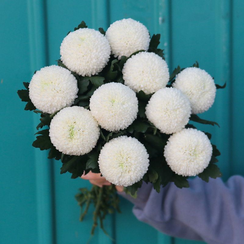乒乓用水同城鲜切插花客厅菊家小雏发批地直鲜花速递同城