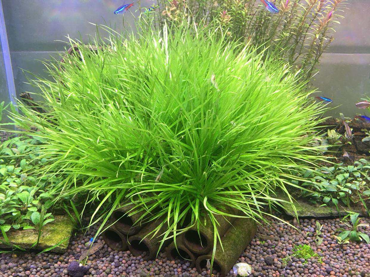 水草泥巴水下中景鱼缸活体日本箦藻18包邮围裙套装