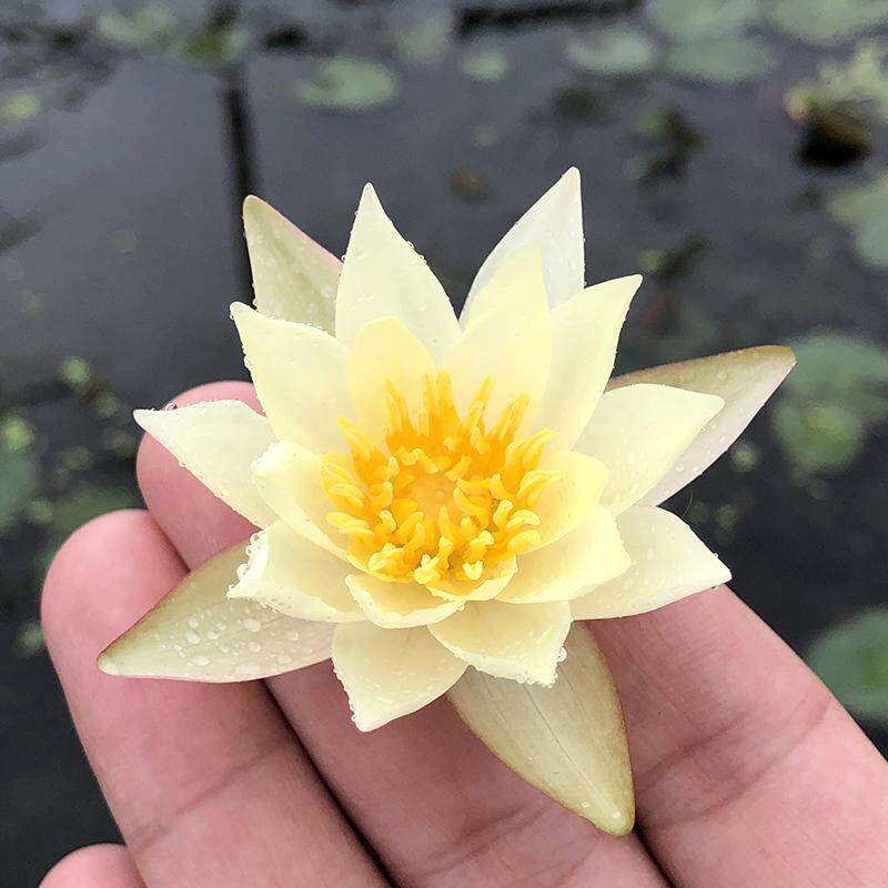 微型睡莲迷你水培植物海尔芙拉四季花苞种籽花卉