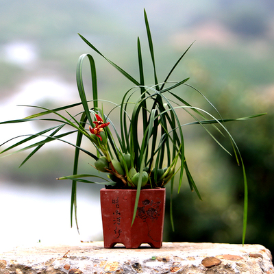 兰花苗 咖啡兰 腋唇兰 牛奶香味浓香型红花洋兰办公室内绿植盆栽