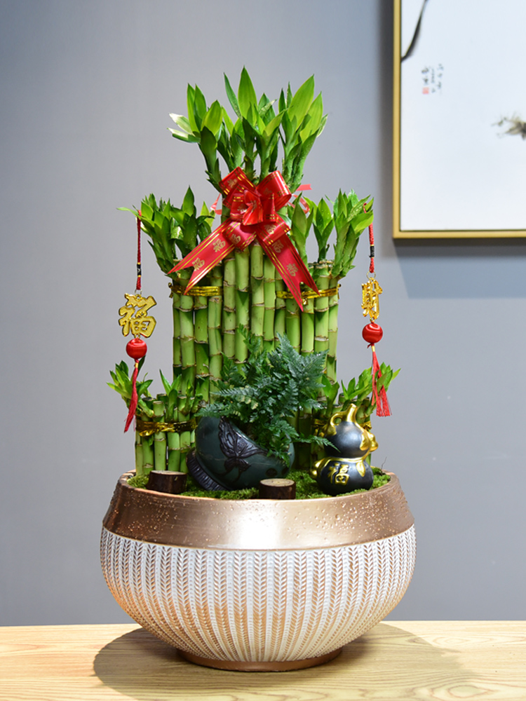 富贵竹节节节节高高塔竹子带根盆栽转运过年绿植笔筒