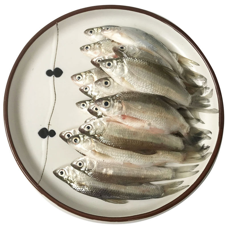 鲜活白条刀鱼餐条翘嘴小白野外淡水溪鱼杂鱼淡水鱼类