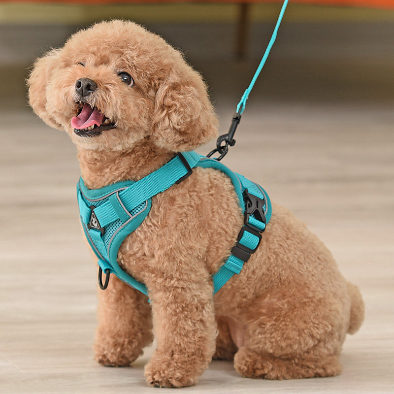 泰迪绳子遛狗比熊博美背带链子泰迪狗犬狗小型家用牵引带