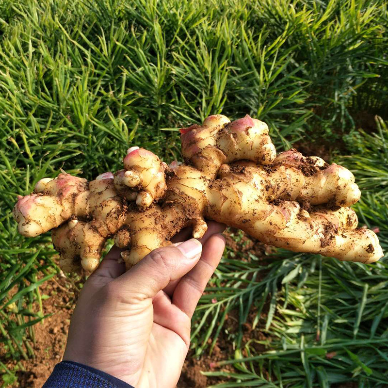 新鲜生姜小黄黄姜云南山区种植植土姜干姜老姜生姜