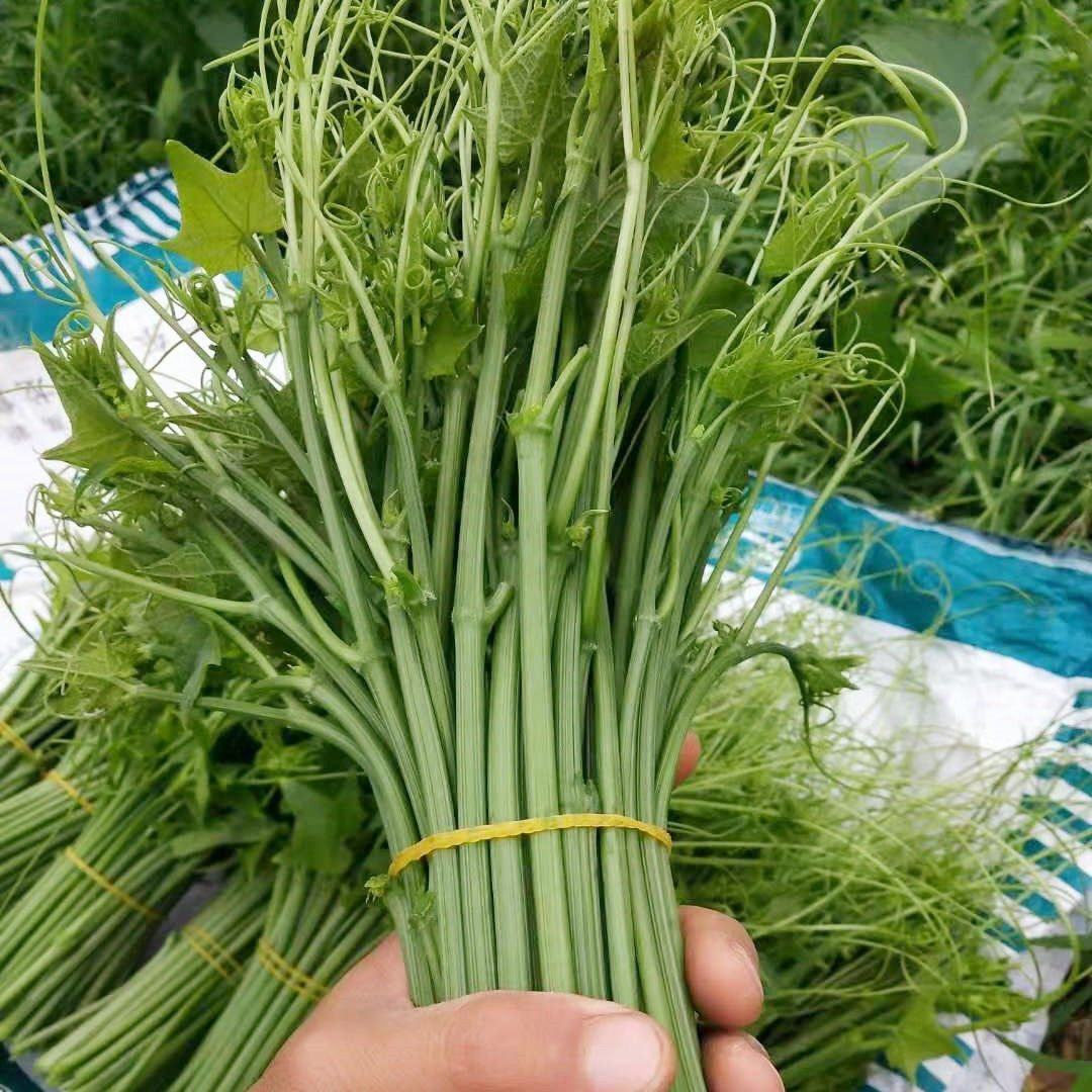 新鲜蔬菜洋瓜尖佛手瓜尖4斤佛手瓜尖农家自种伏瓜鲜嫩藤蔓龙须菜