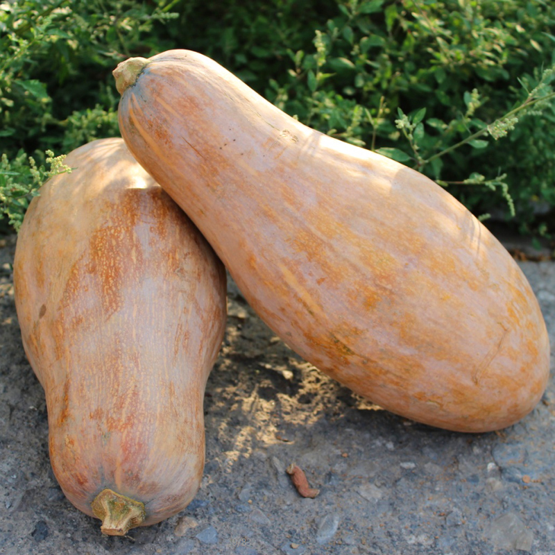 南瓜农家自种新鲜黄壤面甜老倭北瓜老人孕妇其它