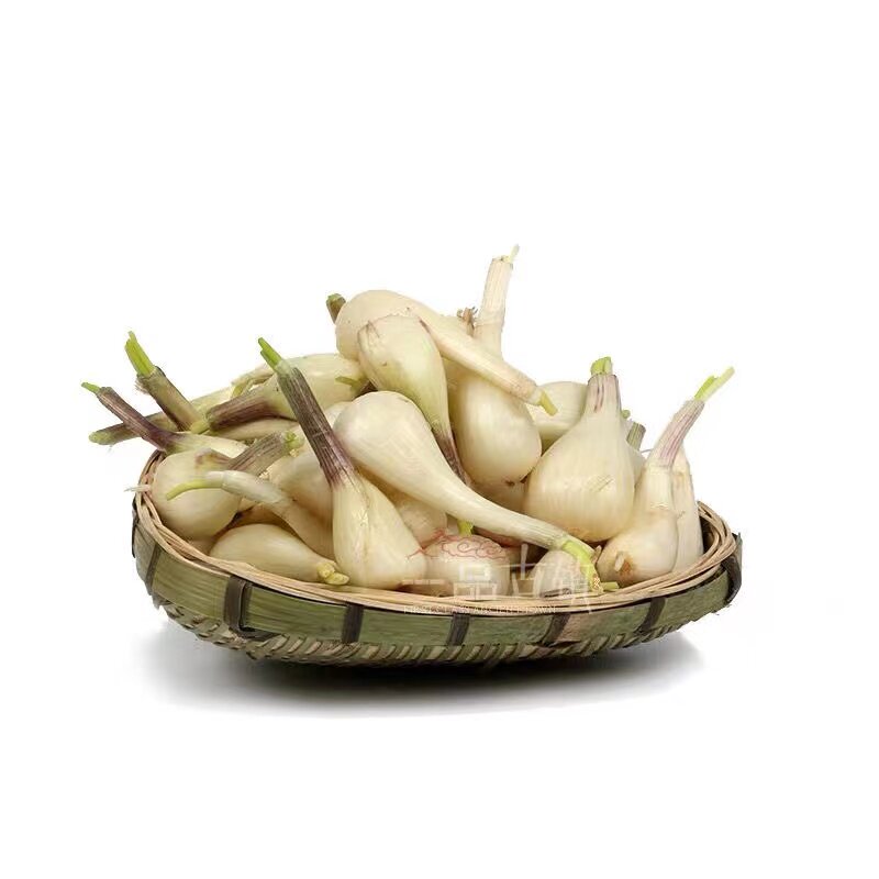 荞头藠头教头现拔现发带泥带颈新鲜带叶蔬菜5斤装香脆可腌制新鲜