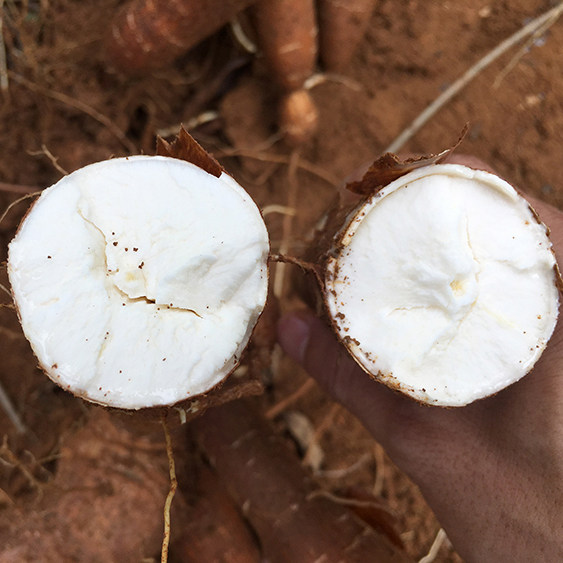 木薯广西特产新鲜面包现挖现发白肉板栗糖水番薯