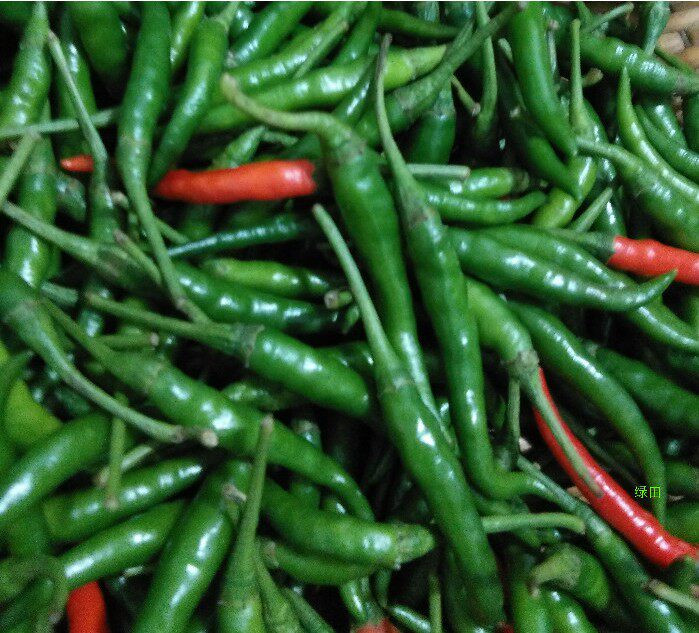 新鲜徐州新沂邳州特产小尖辣椒中辣5斤农家其它