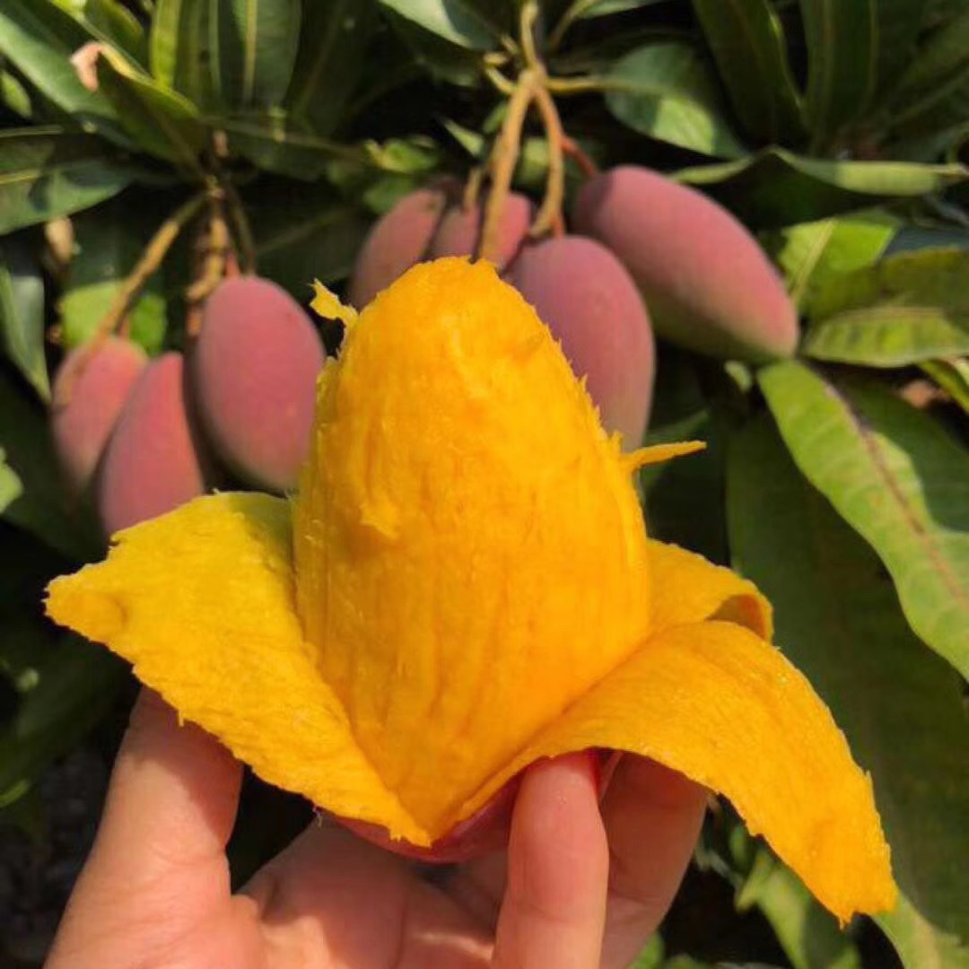 芒果海南特产贵妃红金龙净重5斤新鲜当季热带水果芒果