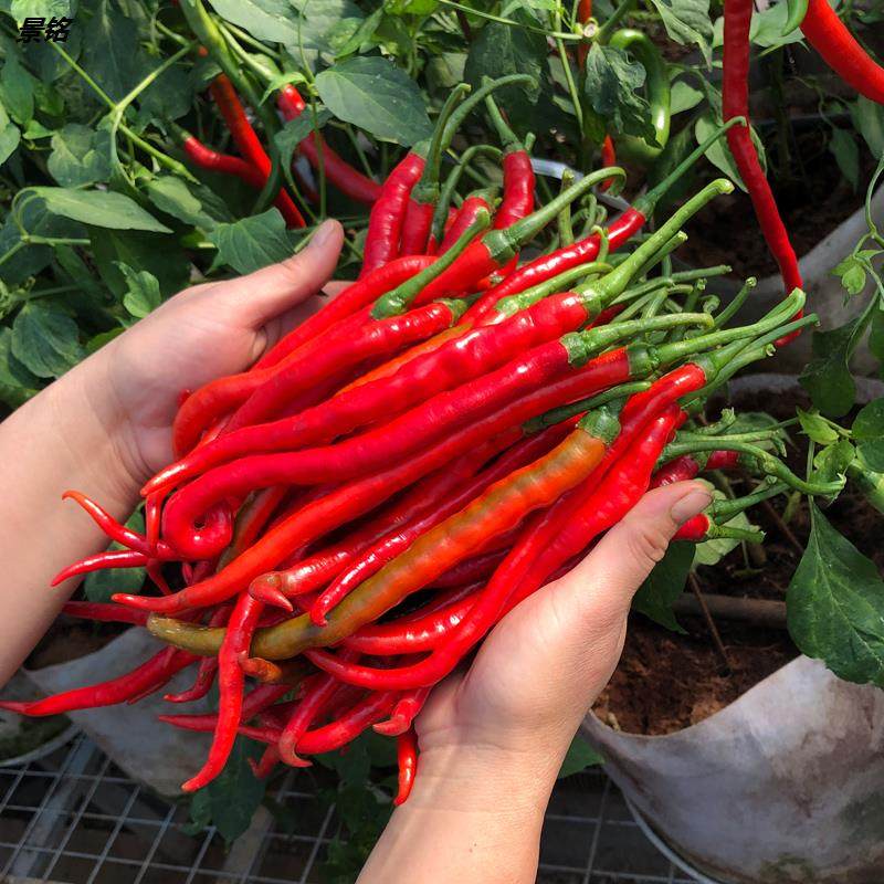 新鲜辣椒湖南浏阳特辣本地红线农家自种红椒辣椒