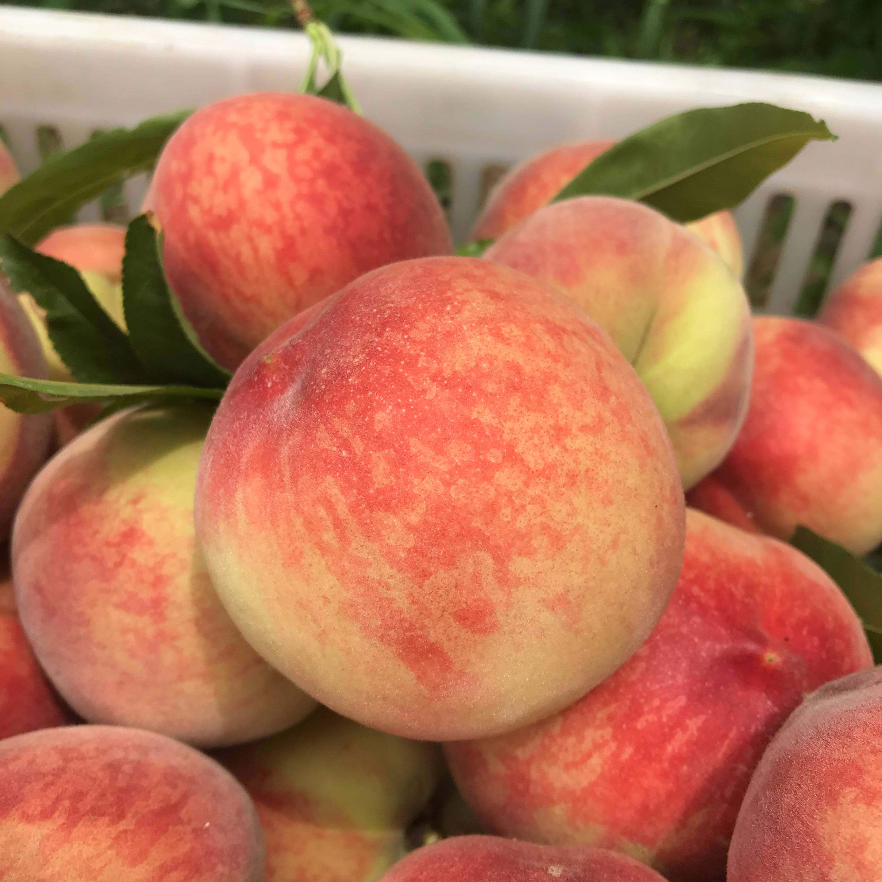 现摘新鲜毛桃时令孕妇水果超甜脆桃水蜜桃当季10斤脆大桃子现货