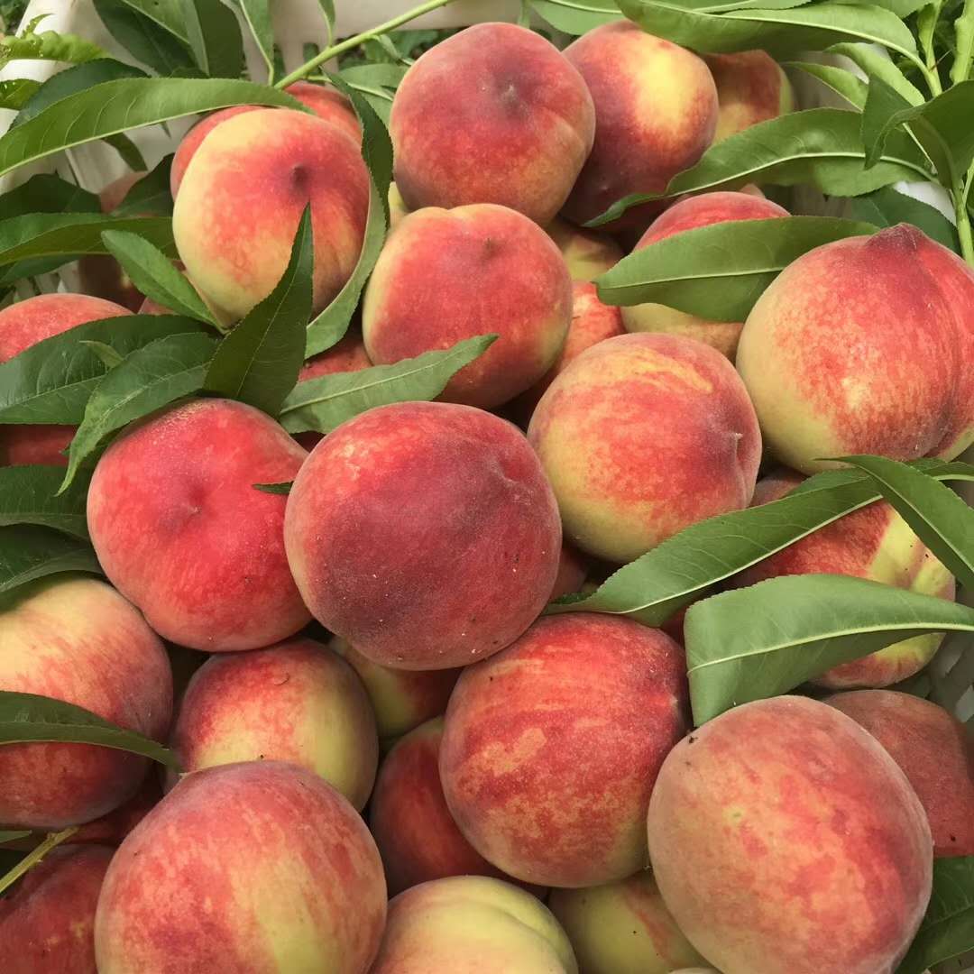 现摘新鲜毛桃时令孕妇水果超甜脆桃水蜜桃当季10斤脆大桃子现货