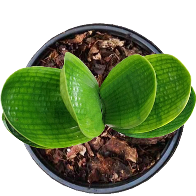 长春精品君子兰名贵黄体珍珠王微短叶圆头宽叶麻脸绿植