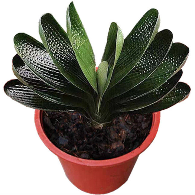 长春春匠精品君子兰宽叶珍珠疙瘩钢板和尚短圆绿植