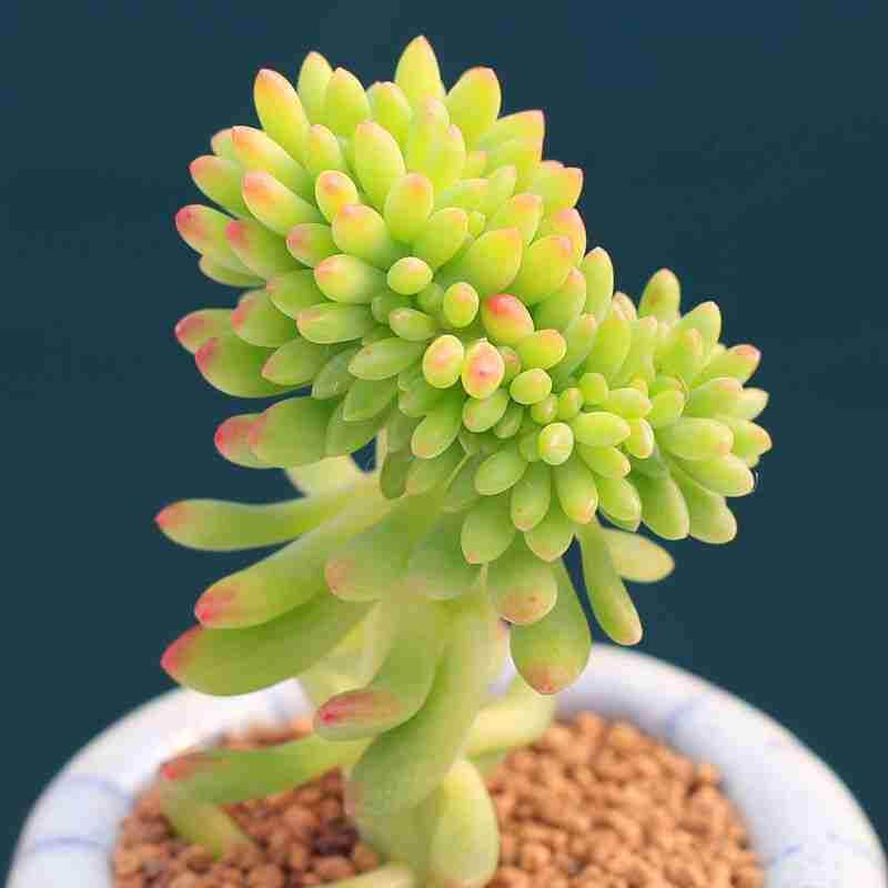 肉果大号鲜嫩花卉青松缀化cm左大多色果冻多肉植物