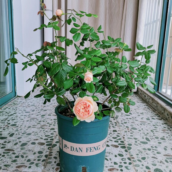 爬藤花卉真宙月季浓香大花杏黄黄色玫瑰阳台时令草本花卉