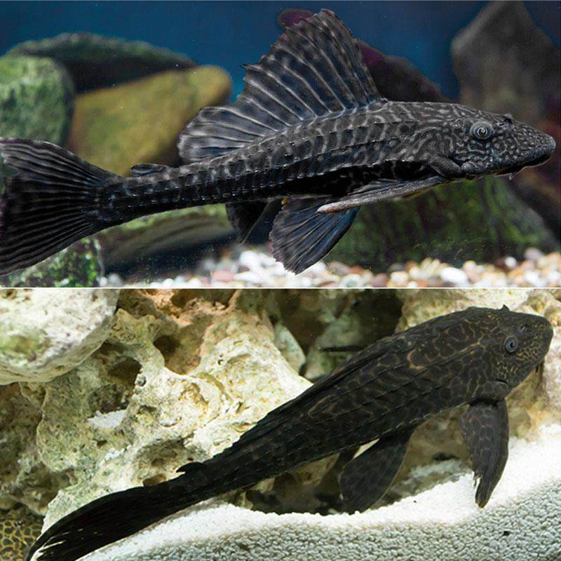 工具鱼吃便鱼缸清洁鱼吃垃圾的鱼清洁鱼缸粪便清道夫冷水淡水家用