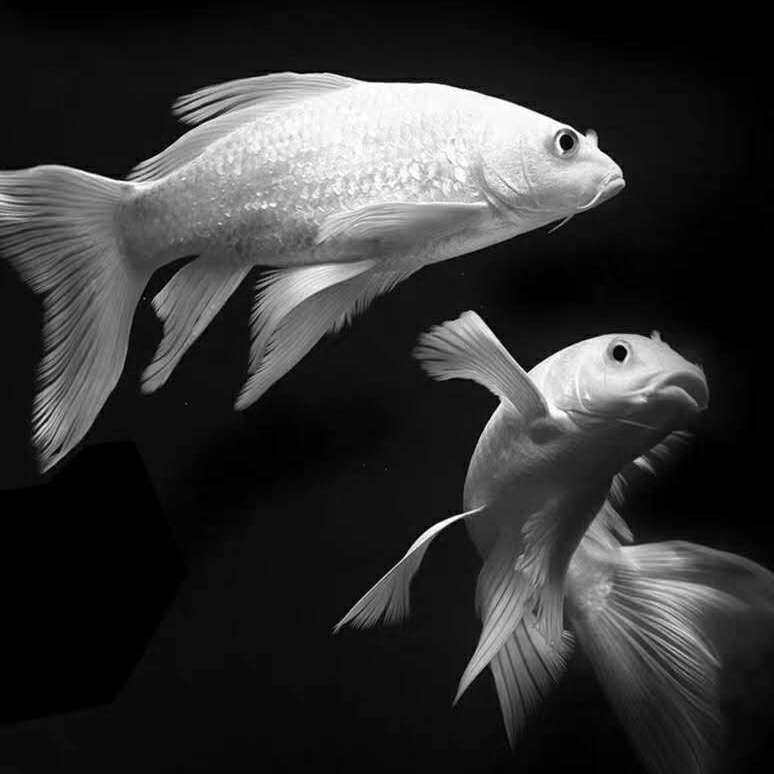 纯种白金龙观赏鱼观赏淡水锦鲤长尾龙凤白金台湾鱼