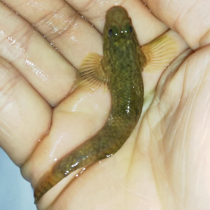 吸鳅爬岩工具清道夫活体冷水清洁洁鱼贵州琵琶鱼