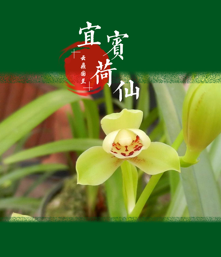 云鼎国兰建兰宜宾荷仙四季名贵正品小夏黄梅花卉