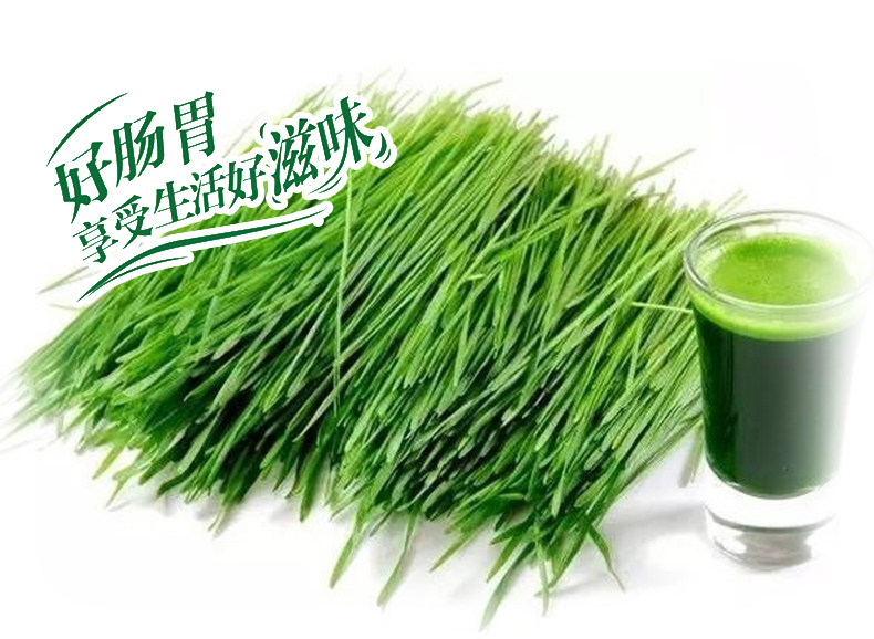 科迪大麦若叶青汁豆乳180mlx16透明袋装网红营养早餐奶原生鲜牛奶