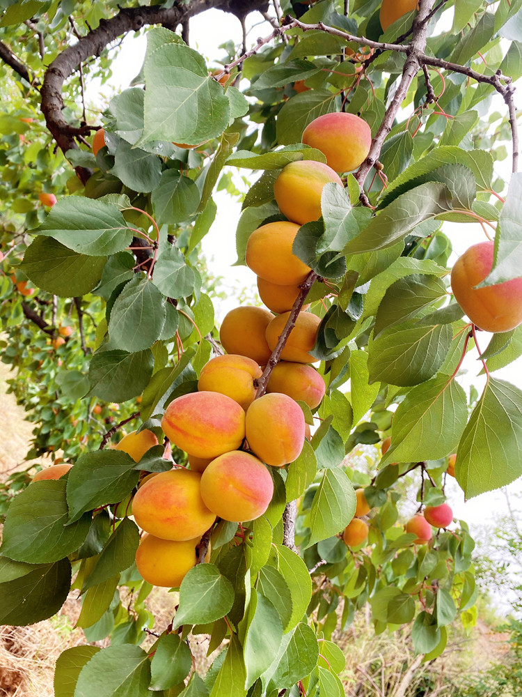 杏树果苗杏子树苗嫁接特大苗树新品种活苗笔筒