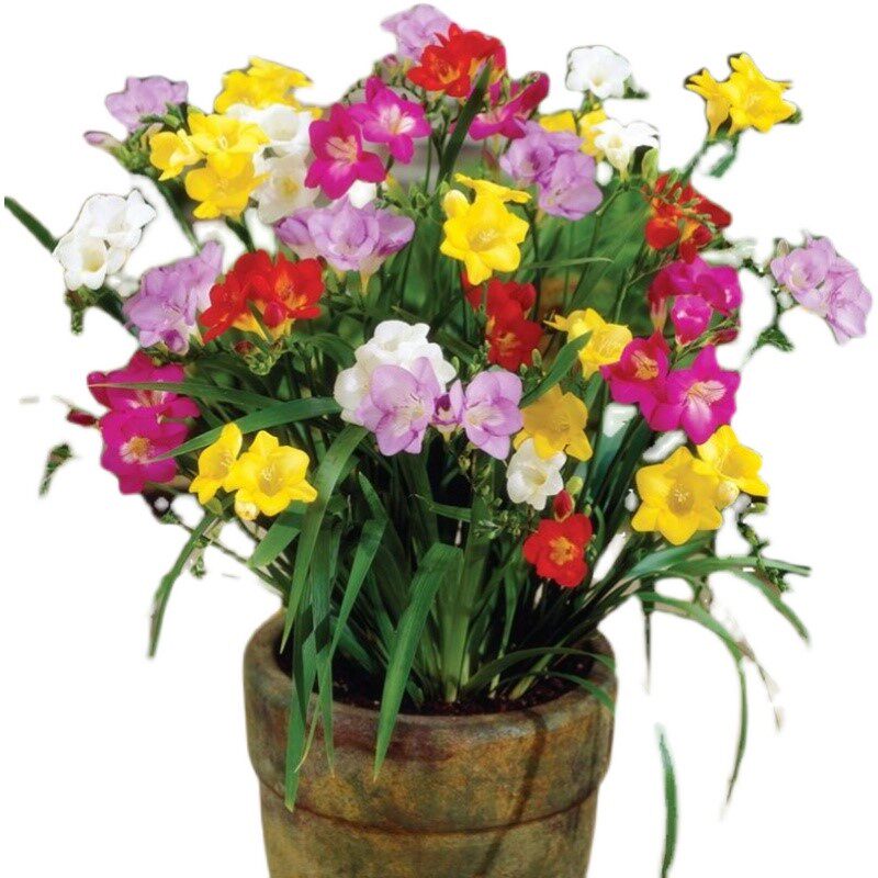 重瓣香雪兰种球盆栽混色小苍兰种子家庭浓香香型花盆