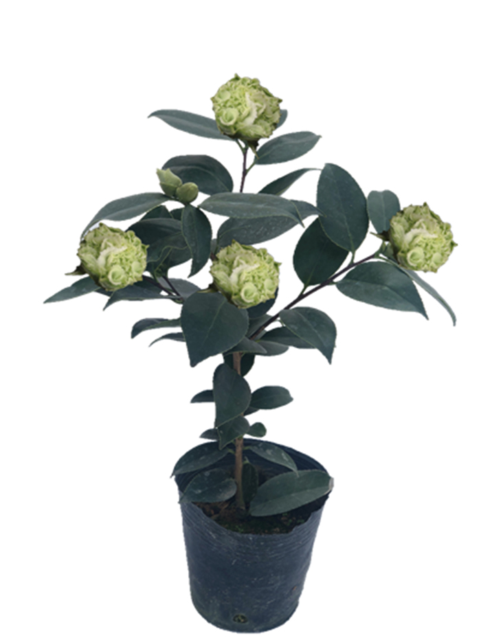 茶花可娜绿茶进口稀有品种绿色树苗植物室内外笔筒