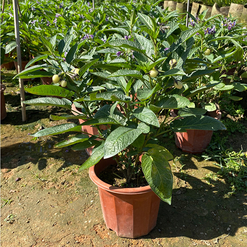 果苗人参树苗长寿地栽盆栽庭院人生果树人参果笔筒