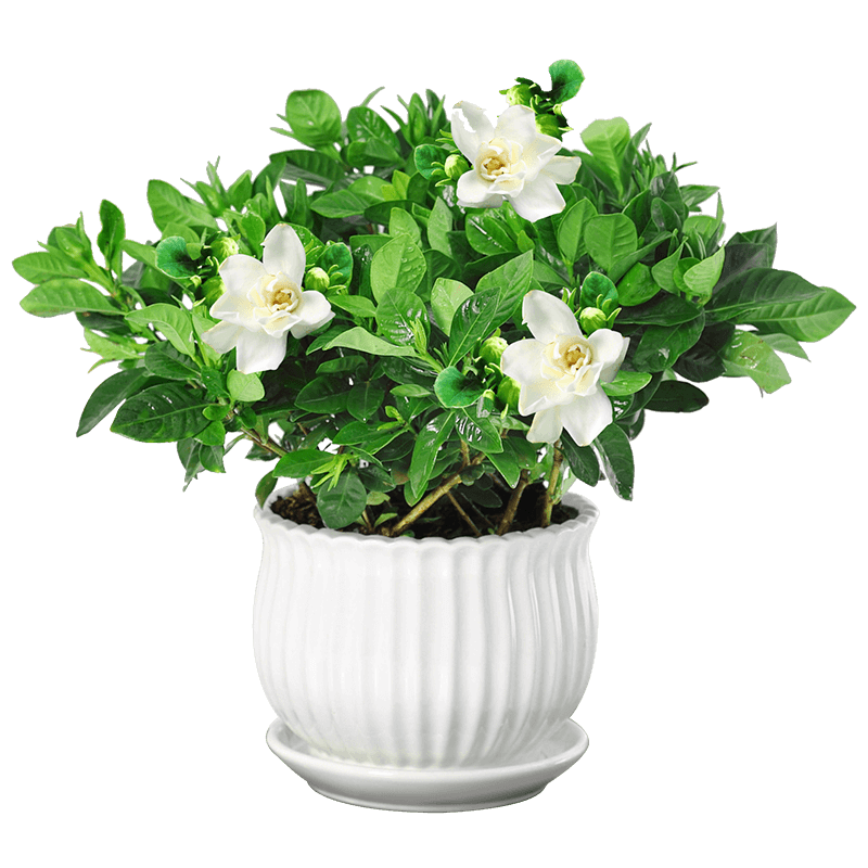 栀子花盆栽带花苞四季花卉室内客厅观花植物枝枝花浓香型好养的花