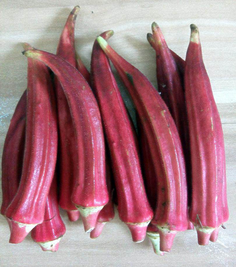 农家田园蔬菜籽庭院阳台盆栽食用红秋葵种子营养价值高黄秋葵种籽